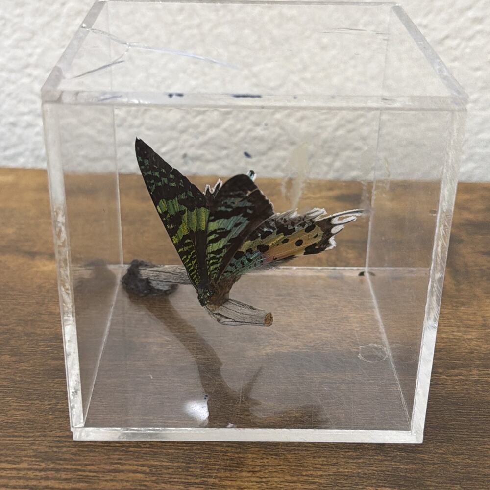 Madagascan Sunset Moth Chrysiridia Rhipheus Specimen Acrylic Display Cas